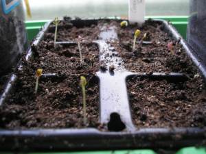 Greyhound cabbage seedlingsA