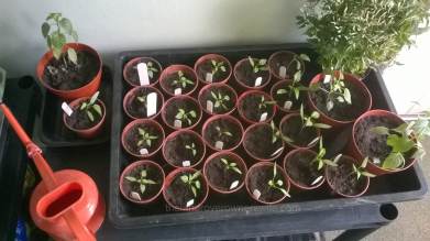 The chillis are doing brilliantly