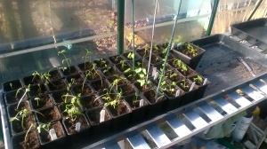 Newly potted on seedlings always sulk for a few days