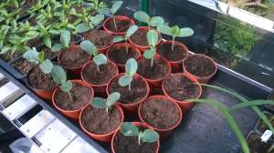 In the greenhouse, the Butternut Squash are growing nicely.