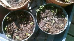 There were a lot of tiny seedlings in amongst the larger ones in the Cottage Garden Mix.