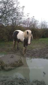 Forlorn, bedraggled, uncatchable and suspicious of all who came near her, this pony was to prove critical to Eldest Mudlets' recovery