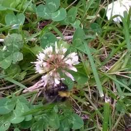Bees in clover