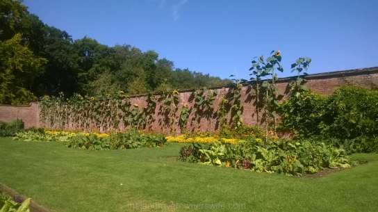 Outside, the sunflowers towered over the wall
