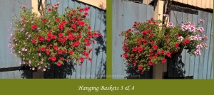 Hanging basket 3 and 4