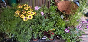 We all chose the plants for the hanging baskets 